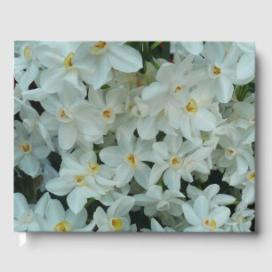 Livro De Visitas Narciso Branco Delicado de Paperwhite Flores