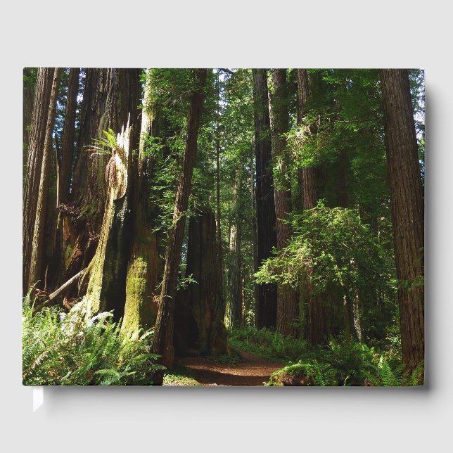 Livro De Visitas Redwoods e Samambaias no Parque Nacional Redwood (Frente)