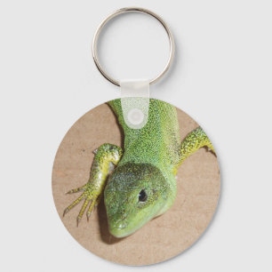 Lizard Chaveiro