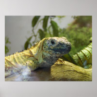 Lizard, Réptil, Iguana Nature Wall Poster