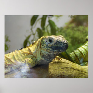 Lizard, Réptil, Iguana Nature Wall Poster