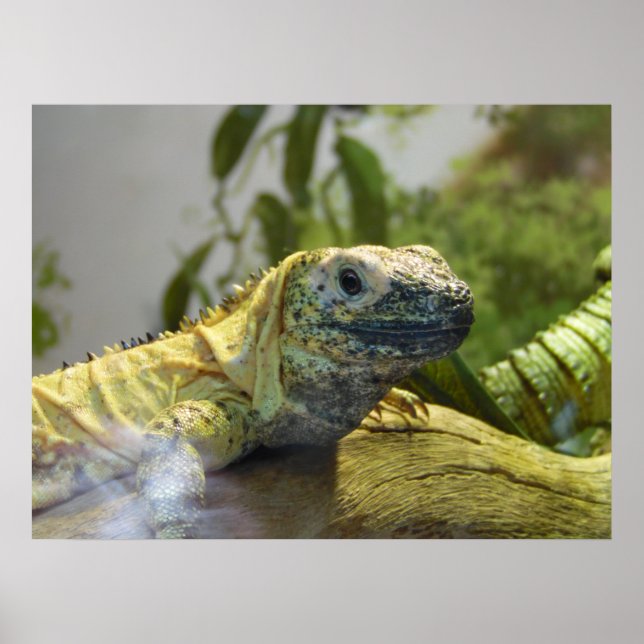 Lizard, Réptil, Iguana Nature Wall Poster (Frente)