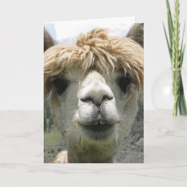 LLAMA, EU TE DEIXO GANHAR CARTÕES (Frente)