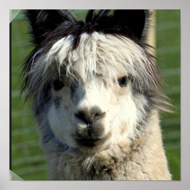 Llama Face Poster (Frente)