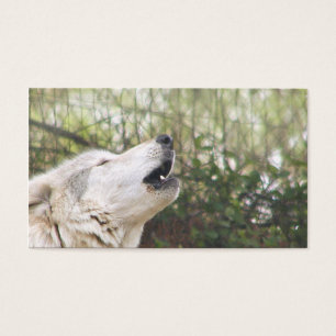 Lobo cinzento do urro