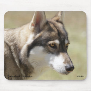 Lobo cinzento Mousepad