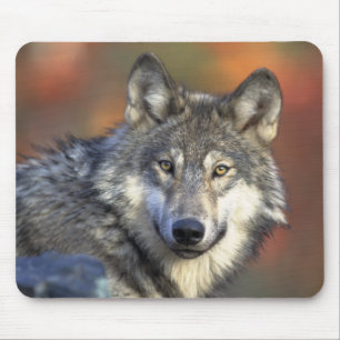 Lobo cinzento Mousepad