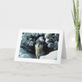 Lobo cinzento no cartão com fotos da neve