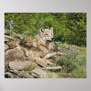 Lobo da mãe com o poster de 2 Cubs