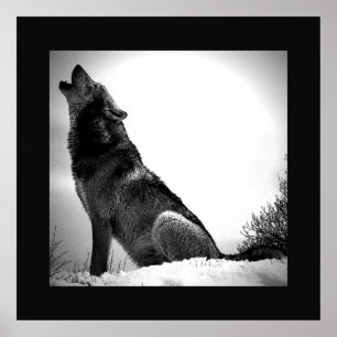 Lobo Negro e Branco Howling na Lua Poster