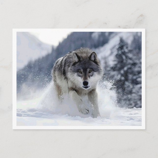 Lobo polar. Cartão postal (Frente)