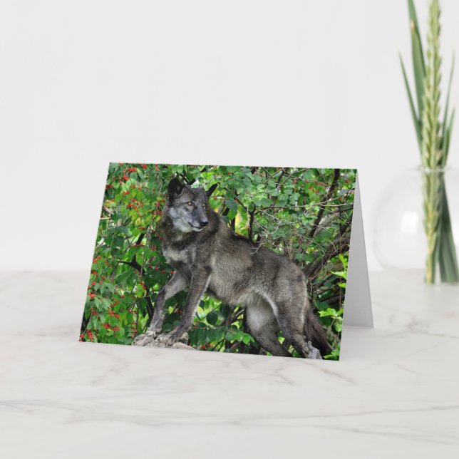 Lobo preto com o cartão vermelho das bagas (Frente)