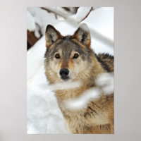 Lobo Solitário na Poster de Neve