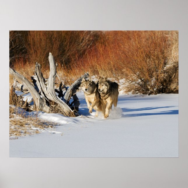 Lobos correndo na Poster de neve (Frente)