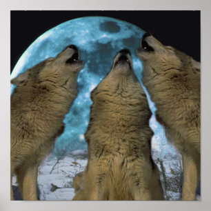 LOBOS DA LUA AZUL QUE URRAM O IMPRESSÃO DAS CANVA