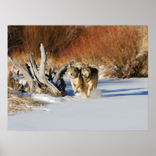 Lobos que funcionam no poster da neve