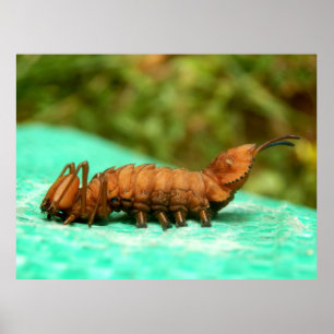 Lobster Moth Caterpillar Poster