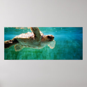 Loggerhead nº 1 Poster