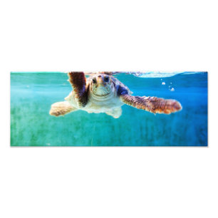 Loggerhead nº 4 Foto