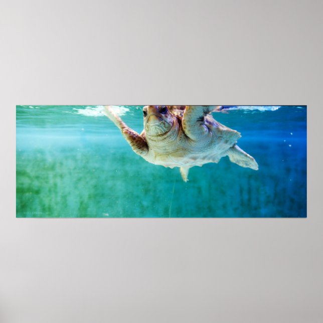 Loggerhead nº 5 Poster (Frente)