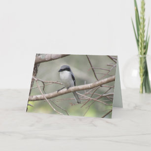 Loggerhead Shrike - Cartão de Saudação de Aves do 