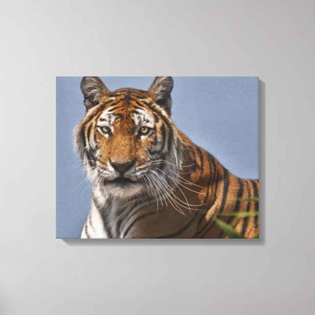 Lola Canvas Enrolado (Frente)