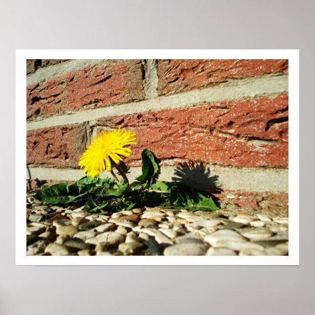 Lone Dandelion Poster (Frente)