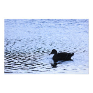 Lone Duck Willife Lake Water Ripples Fotografia
