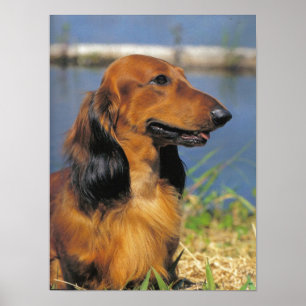 Longhaired Dachshund poster