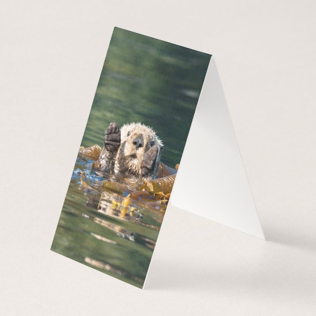 Lontra do Mar de Onda (Verso)