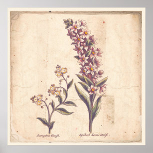 Loosestrife roxo do poster antigo do impressão de