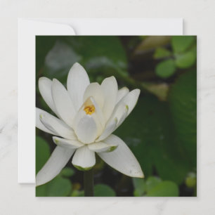 Lotus Branco
