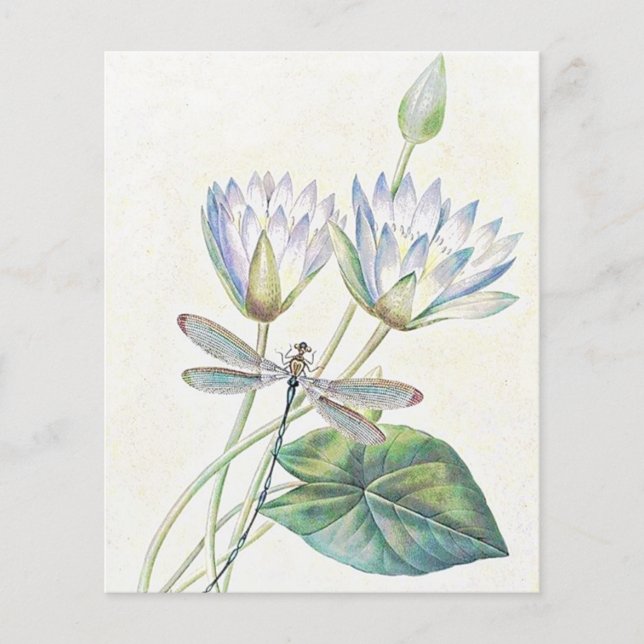 Lotus e libélula (Frente)