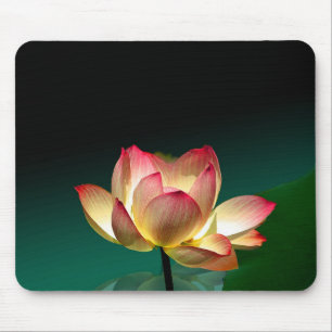 Lótus em plena floração, mousepad