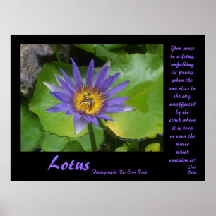 Lotus Poster com citações de Sai Baba