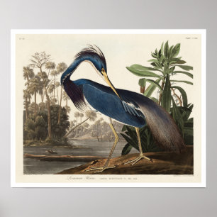 Louisiana Heron por Audubon Poster