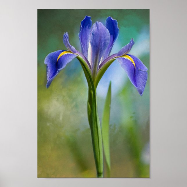 Louisiana Iris Poster (Frente)