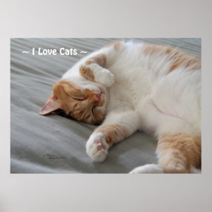 Love Cats gatinho dormindo Poster
