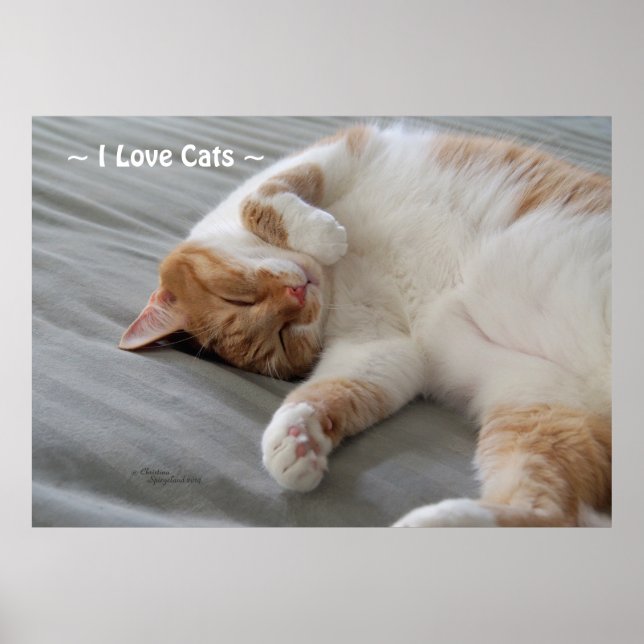 Love Cats gatinho dormindo Poster (Frente)