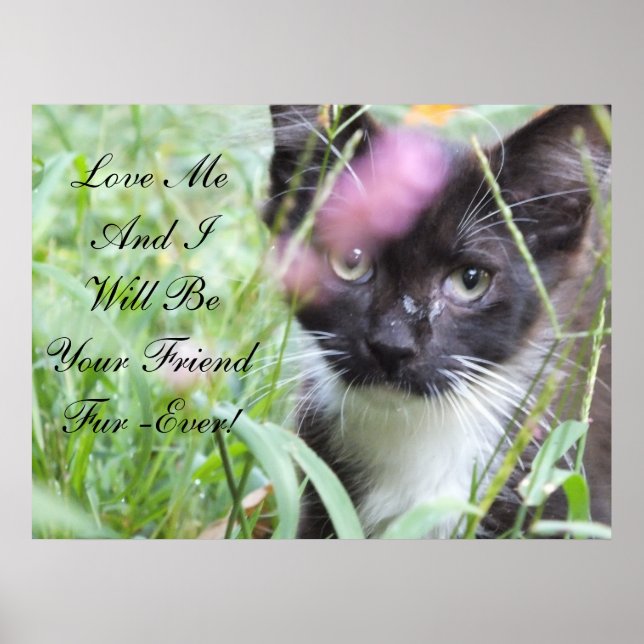 Love Me Kitten Poster (Frente)