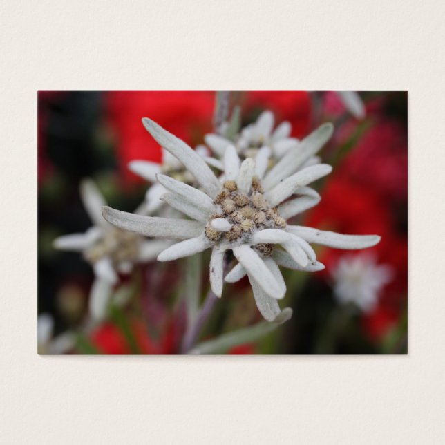 Lovely Edelweiss Leontopodium nivale (Frente)
