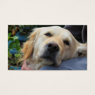 Loving Labrador