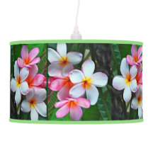 Plumeria frangipani