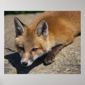 Luna Fox Impressão
