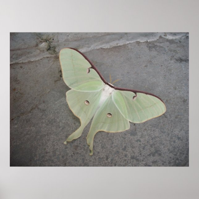 Luna Moth Poster (Frente)