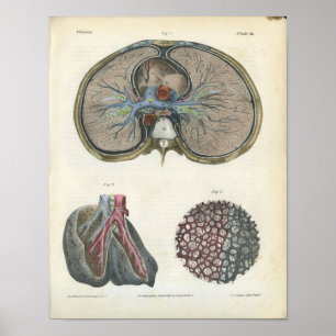 Lung Bronchi Impressão de Anatomia Vintage