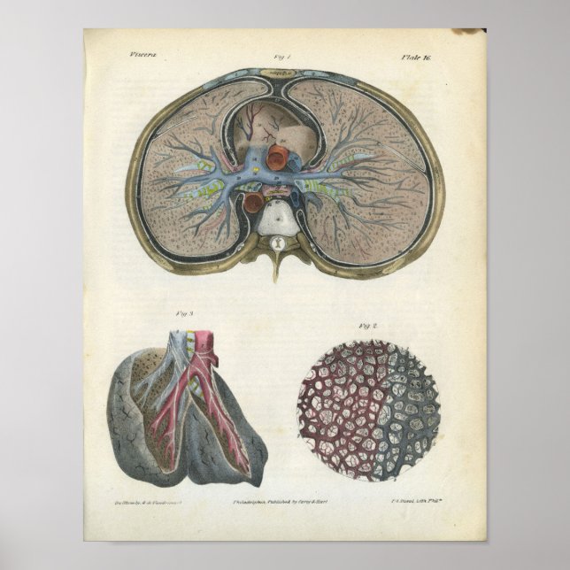 Lung Bronchi Impressão de Anatomia Vintage (Frente)