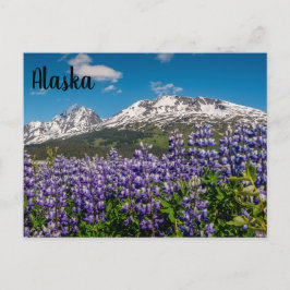 Lupina no cartão postal Bloom Alaskan
