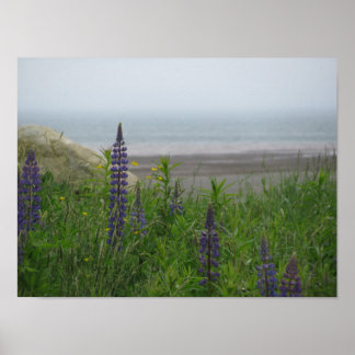 Lupins Com Vista Para A Baía De Poster Fundy