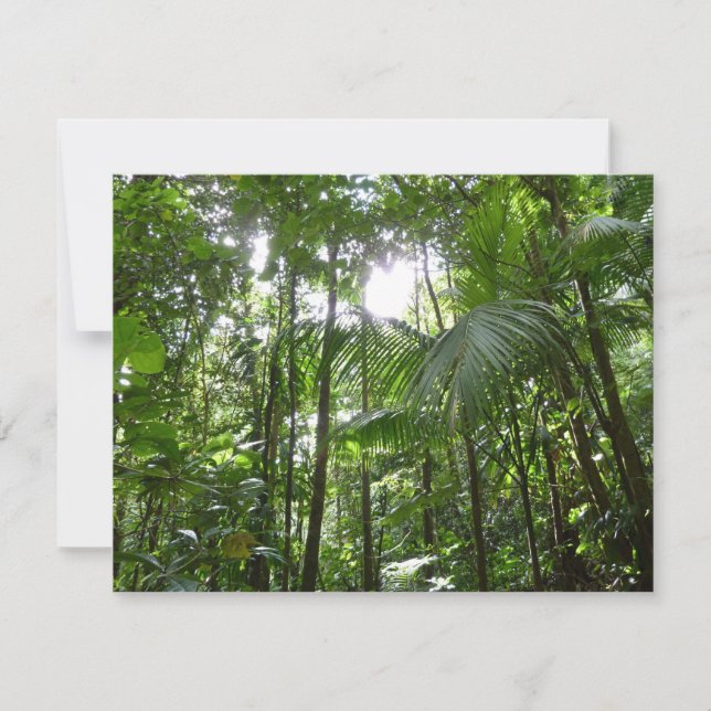 Luz do sol através da capa tropical da floresta tr (Frente)